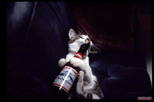 кошка пиво