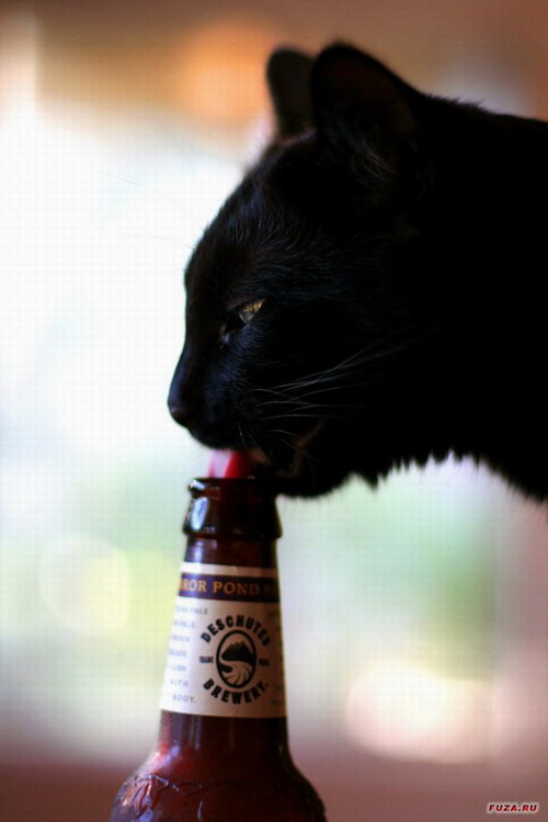 кошка пьет пиво с бутылки