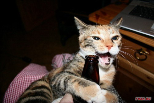 ржачная кошка с пивом