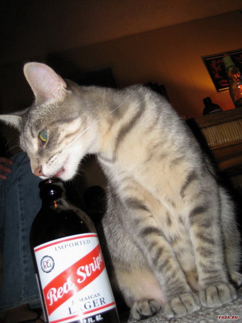 пиво для коте