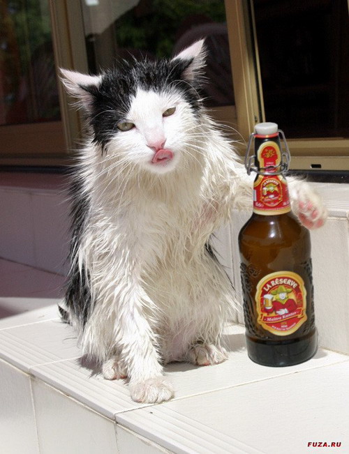 мокрый кот пиво