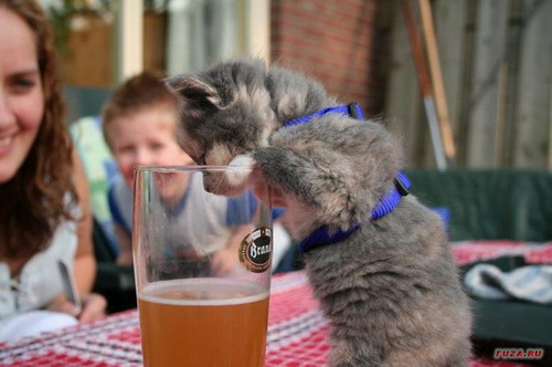 котенок с пивом
