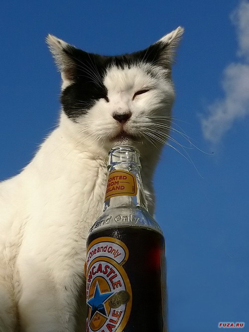 кошка балдеет пивом