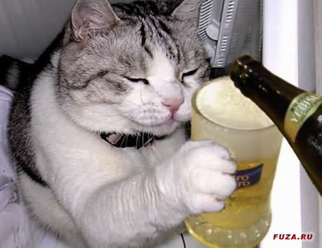 осоловевшему коту наливают пиво