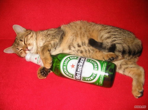 довольный кот с пивом