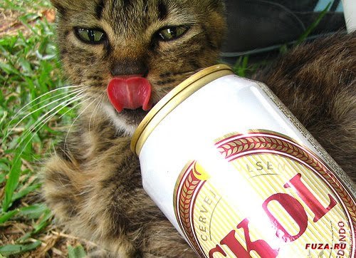 кот любит пиво