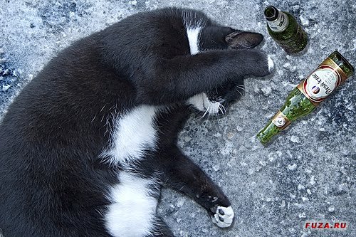 кот забухал пива