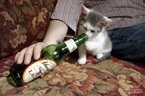 котенок и пиво