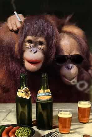 мадам обезьяна и пиво