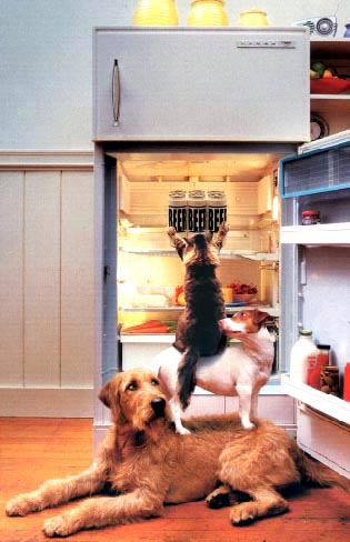животные сообща достают пиво из холодильника