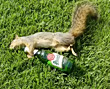 Фото животных с пивом