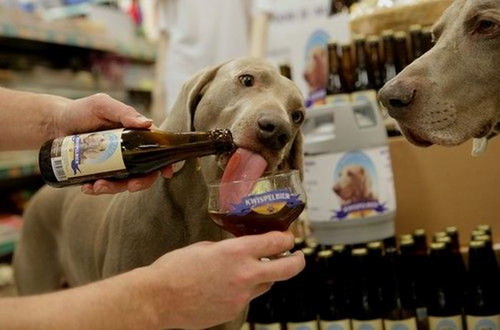 собака пьет пиво
